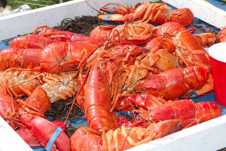 Lobster Bake